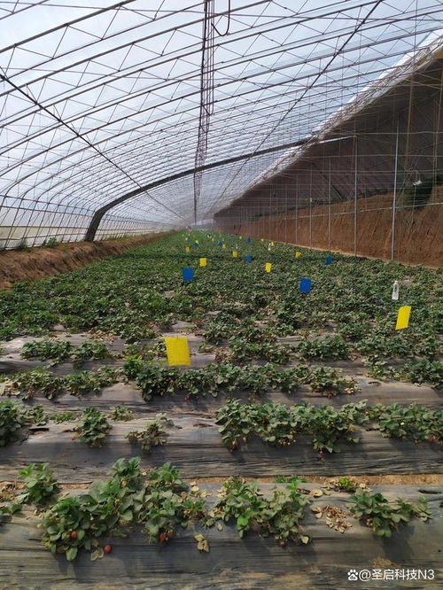 给大棚装上“智慧脑” 物联网助力农户智能管理农业温室