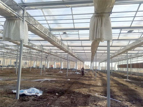 青州瀚洋农业玻璃温室 专业设计与在线咨询服务