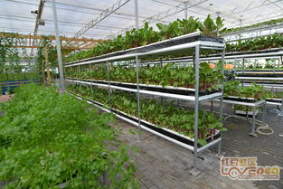 温室大棚种植 富川福利生态高值农业示范园的大棚材料与配套设施设计