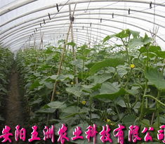 无支柱大棚骨架机 现代高效农业温室的强力支撑