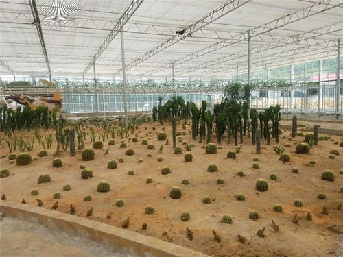 智能温室助力现代农业发展 青州瀚洋农业的工程设计解析