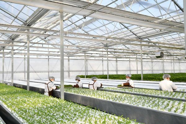 2019北京跨年促销节品质升级 水培蔬菜点缀绿色生活 农业温室