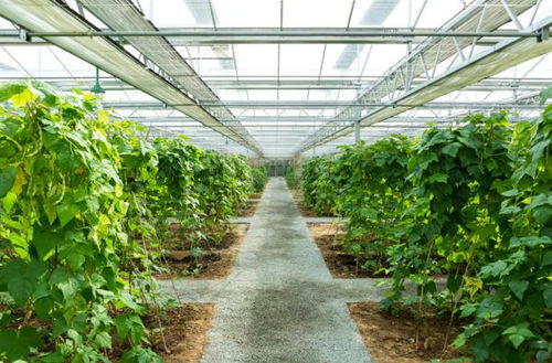 全国低碳日丨关于低碳减排的8个农业温室名词解释