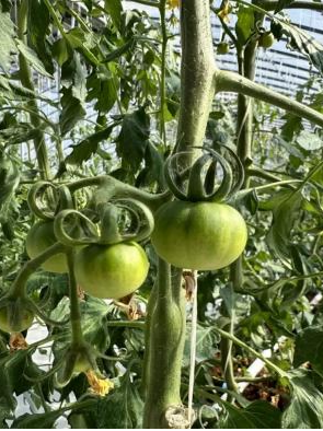 智慧农业 以科技温室引领现代农业高质量发展